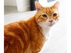 Adopt Copper a Orange or Red Domestic Shorthair / Mixed cat in Oakland