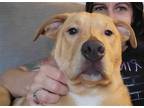 Adopt Ben a Labrador Retriever / Mixed dog in Fenton, MO (41357983)