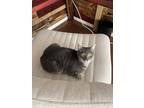 Adopt Duke a Gray or Blue (Mostly) Tabby / Mixed (short coat) cat in Columbus