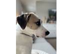 Adopt Oliver a Tricolor (Tan/Brown & Black & White) Hound (Unknown Type) /