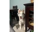 Adopt Apollo a Red/Golden/Orange/Chestnut - with White Siberian Husky / Mixed