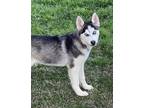 Adopt Joules a Black - with White Siberian Husky / Mixed dog in Carrollton