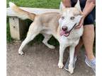 Adopt Blue a Red/Golden/Orange/Chestnut - with White Siberian Husky / Mixed dog