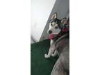 Adopt Lobito a Siberian Husky / Mixed dog in Portland, OR (41192058)