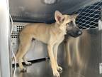 Adopt Frederick a Tan/Yellow/Fawn Belgian Malinois / Mixed dog in Fort Worth