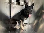 Adopt Lea a Black German Shepherd Dog / Mixed Breed (Medium) / Mixed (short