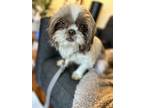 Adopt Capri a Shih Tzu dog in Windsor, CO (41304193)