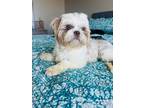 Adopt Beck a Shih Tzu dog in Windsor, CO (41358825)