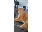 Adopt Copper (Cow) a Orange or Red Tabby / Mixed (short coat) cat in Las Vegas