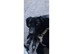 Adopt Zeus a Black - with White Border Collie / Mixed dog in Justin