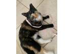Adopt Callie a Calico or Dilute Calico Calico / Mixed (medium coat) cat in Katy
