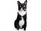 Adopt Oliver a Black & White or Tuxedo Domestic Shorthair / Mixed (short coat)