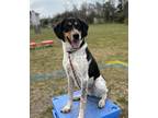 Adopt Rosco a Tricolor (Tan/Brown & Black & White) Hound (Unknown Type) / Great