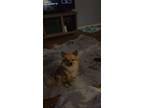 Adopt Bella a Brown/Chocolate Pomeranian / Mixed dog in Bloomington