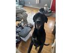 Adopt Mila a Black - with White Labrador Retriever / Bloodhound / Mixed dog in