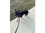 Adopt Summer a Black German Shepherd Dog / Mixed dog in San Antonio