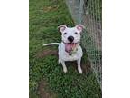 Adopt Lilly White a White - with Black American Staffordshire Terrier / Mixed