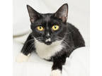 Adopt Cutie a All Black Domestic Shorthair / Domestic Shorthair / Mixed cat in