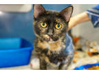 Adopt Stacey a All Black Domestic Shorthair / Mixed Breed (Medium) / Mixed