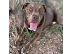 Adopt Rolo a Brown/Chocolate - with White Labrador Retriever / Mixed Breed