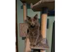 Adopt Luna a Gray or Blue Domestic Longhair / Mixed (medium coat) cat in Harrah