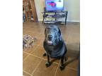 Adopt Tyson Sevier a Black - with Gray or Silver Labrador Retriever / Mixed dog