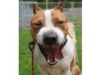Adopt Chateau a Brown/Chocolate - with White American Pit Bull Terrier / Mixed