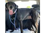 Adopt Princess a Black Labrador Retriever / Hound (Unknown Type) / Mixed dog in
