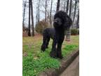 Adopt Soleil a Black Poodle (Standard) / Mixed dog in Hapeville, GA (41358543)