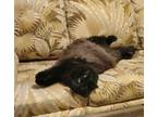 Adopt Bruno a All Black Domestic Longhair / Mixed (long coat) cat in Punta