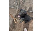 Adopt River a Black Mixed Breed (Large) / Mixed dog in Pendleton, OR (40312458)