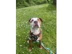 Adopt Arrow a Red/Golden/Orange/Chestnut American Pit Bull Terrier / Mixed dog