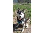 Adopt Repo a Black Alaskan Malamute / Mixed Breed (Medium) / Mixed (short coat)