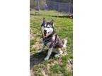 Adopt Repo a Black Alaskan Malamute / Mixed dog in Huntingdon, PA (41284251)