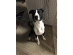 Adopt Rebel a Black - with White American Pit Bull Terrier / Boxer / Mixed dog