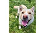 Adopt Shuzo 41105 a Siberian Husky / Mixed dog in Pocatello, ID (41358482)