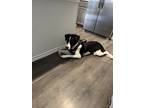 Adopt Shadow a Black - with White Border Collie / Border Collie / Mixed dog in