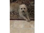 Adopt Ellie a Black - with Tan, Yellow or Fawn Terrier (Unknown Type