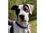 Adopt Bandit a White American Pit Bull Terrier / Mixed dog in Burlington