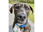 Adopt Hoolie a White American Pit Bull Terrier / Mixed dog in Burlington