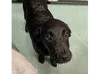 Adopt Victoria a Black Australian Cattle Dog / Poodle (Standard) / Mixed dog in