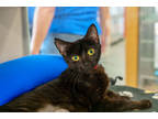Adopt Baby Miko a All Black Domestic Shorthair / Domestic Shorthair / Mixed cat