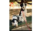 Adopt Buddy and Bailey a White - with Black Border Collie / Dalmatian / Mixed