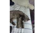 Adopt Charchar a Gray, Blue or Silver Tabby American Shorthair / Mixed (short