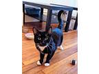 Adopt Bilbo a Black & White or Tuxedo American Shorthair (short coat) cat in