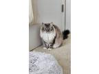 Adopt Mochi a Cream or Ivory Ragdoll / Mixed (long coat) cat in San Jose