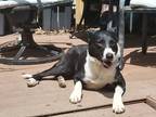 Adopt Dixie a Black - with White Border Collie / Mixed dog in Iowa City