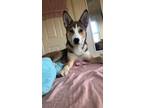 Adopt Apollo a Red/Golden/Orange/Chestnut - with White Husky / Mixed dog in