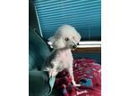 Adopt Fluffy a White Poodle (Miniature) / Mixed dog in Baltimore, MD (41277269)