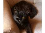 Adopt Foxy a Domestic Mediumhair / Mixed cat in Kamloops, BC (41226781)